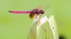 J17_2975 Trithemis aurora male